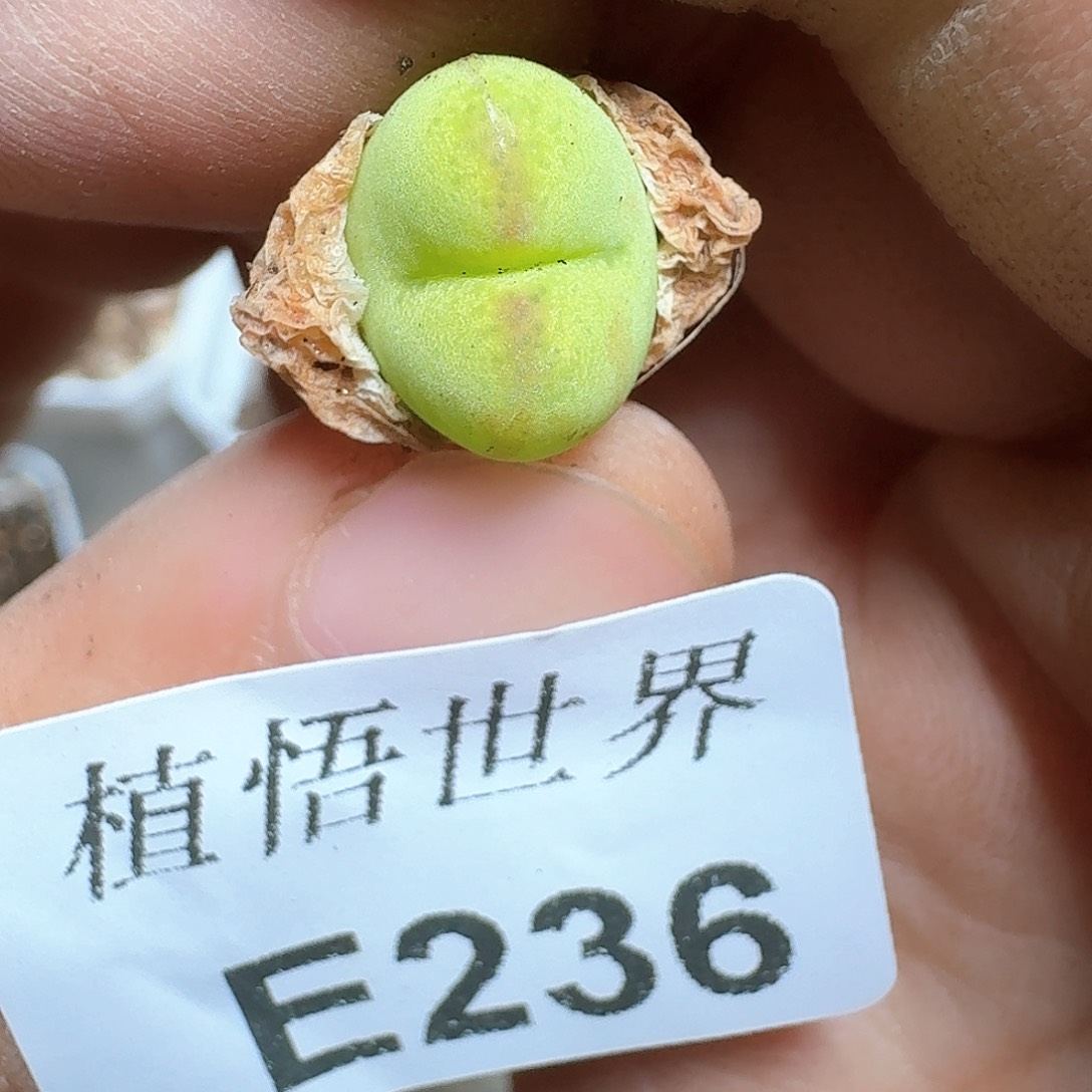 236盒多肉植物哇c g