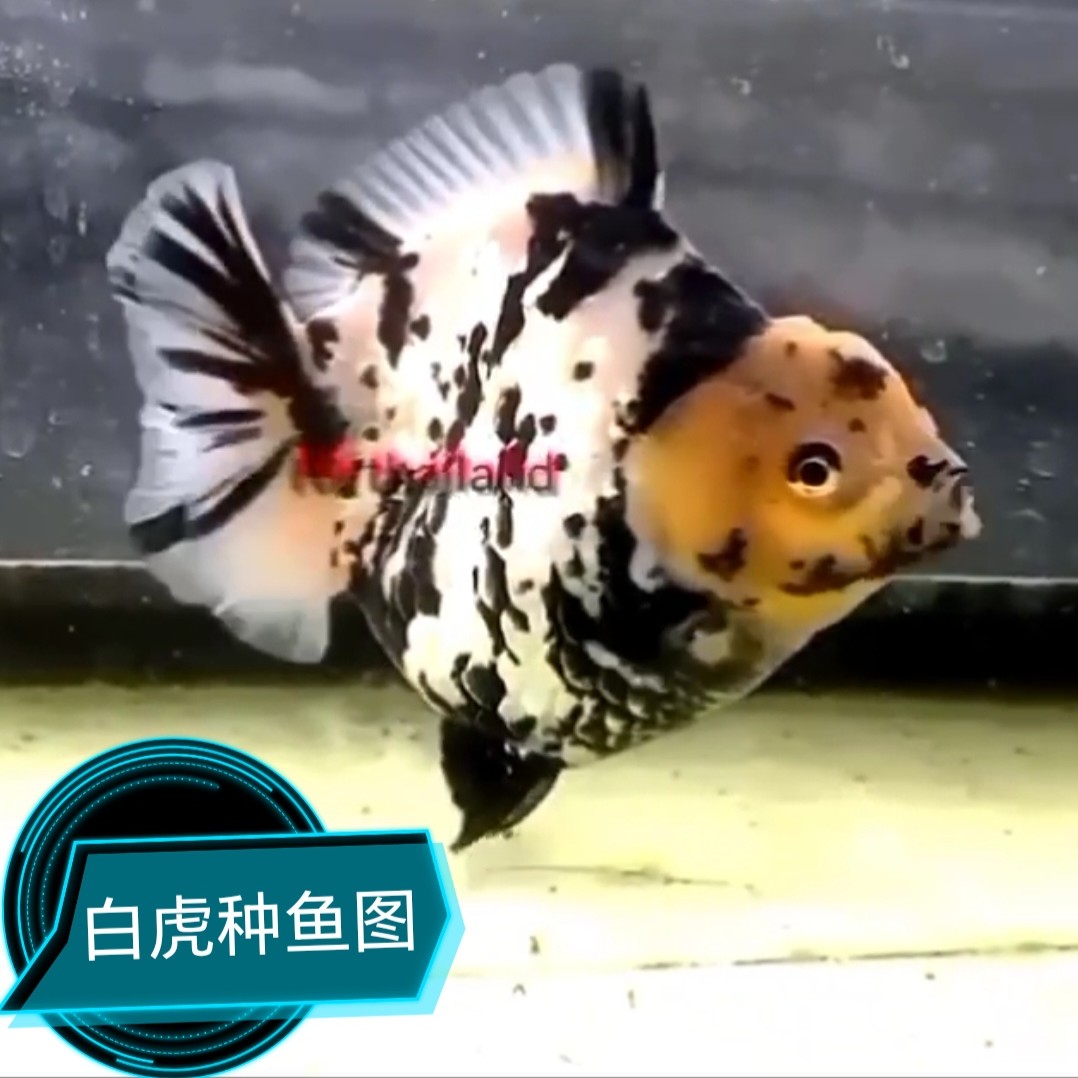 老三精选，白虎苗，将军NK泰狮混苗，金鱼