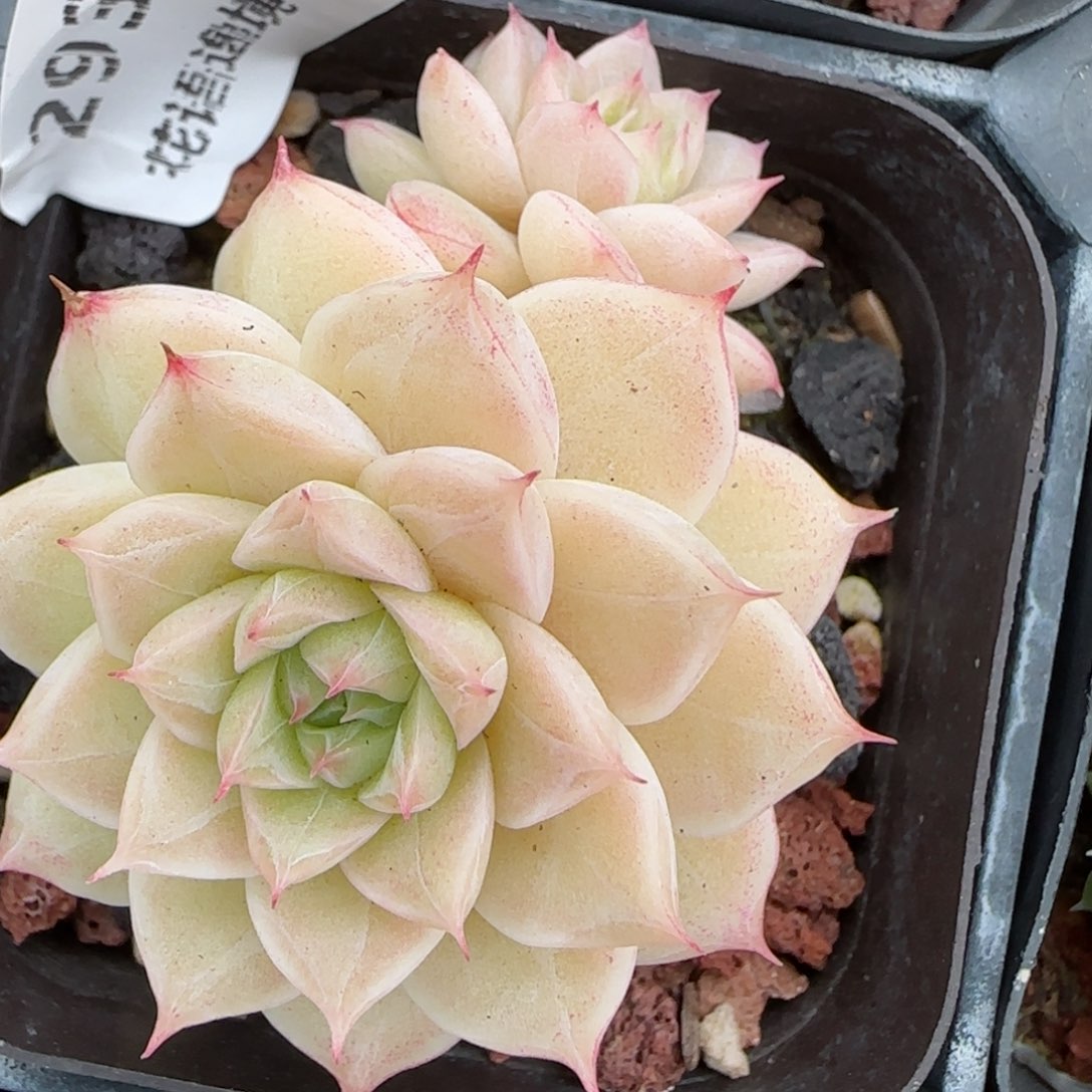 花语逸镜0129-293