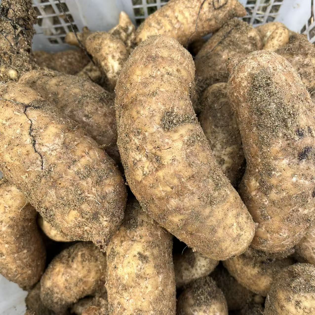 大别山岳西特产农产品鲜天麻