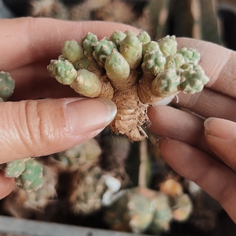 3044团扇有根有根仙人球