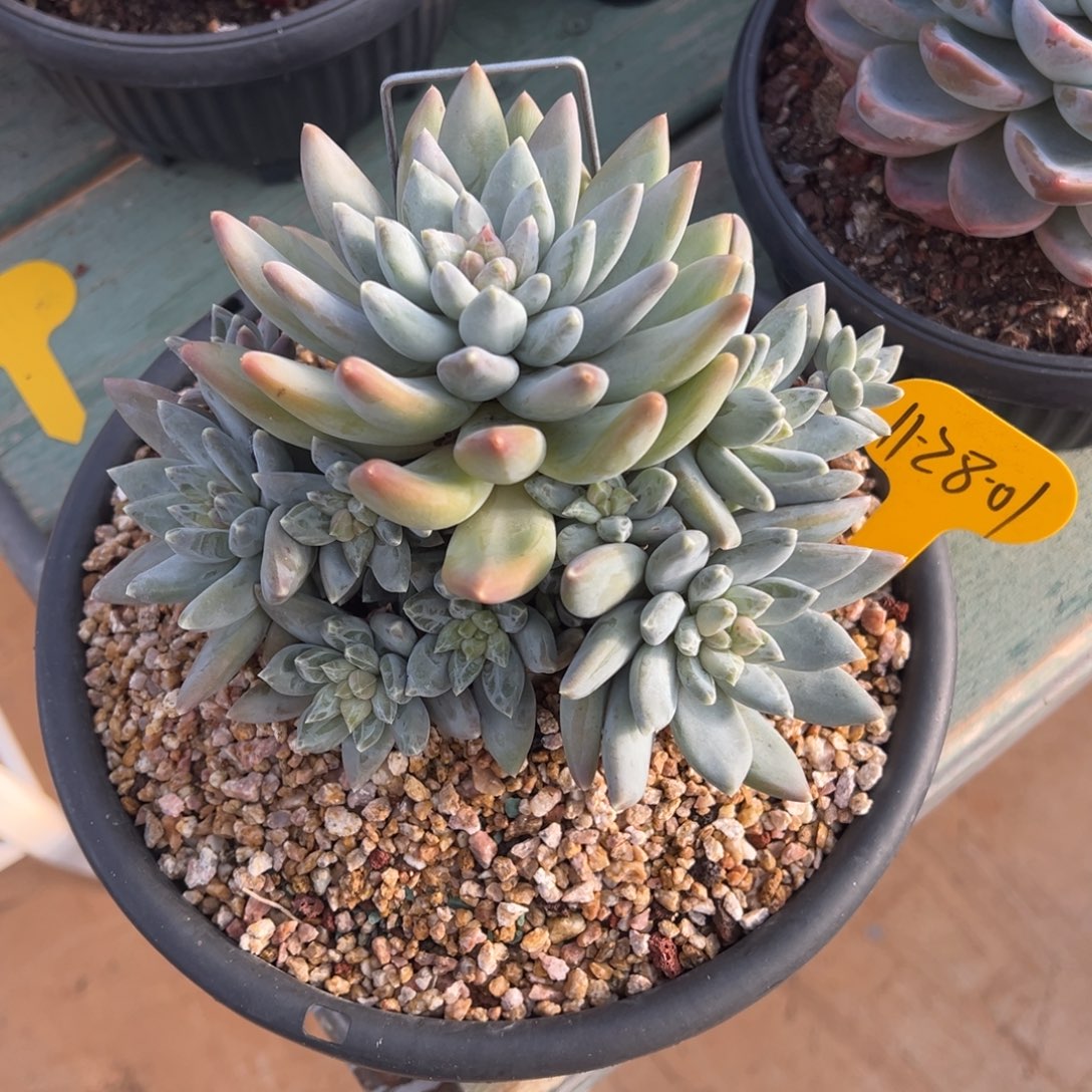 芣***一11-28-01新品美人多肉植物