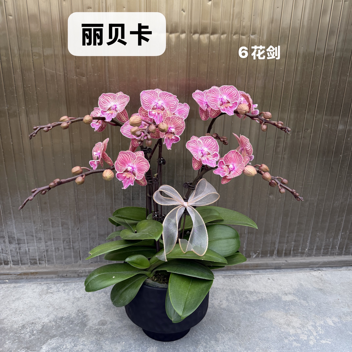 【丽贝卡】稀有品种花期久耐养的室内蝴蝶兰盆栽