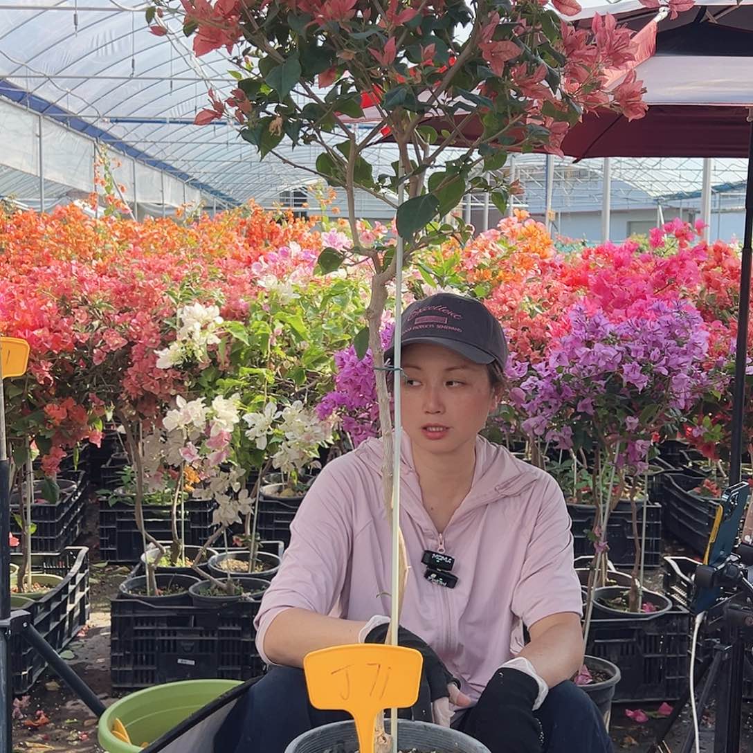 九***主大部分花苞少量开放J71布理扎