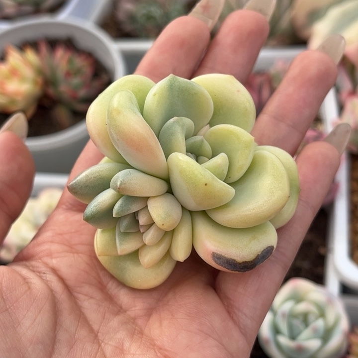 花斑鹿锦头盖一颗价格