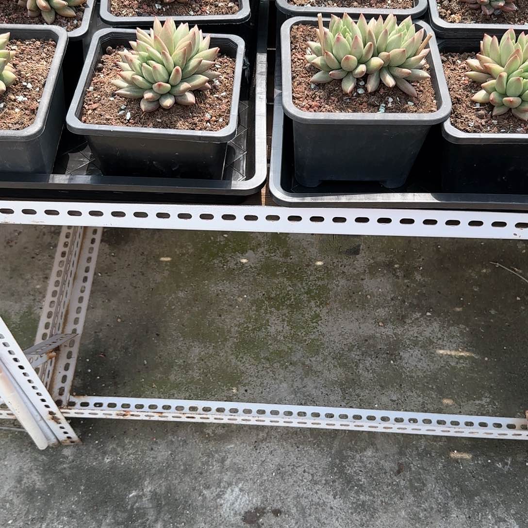 蔬**子米其林多肉植物一物一拍