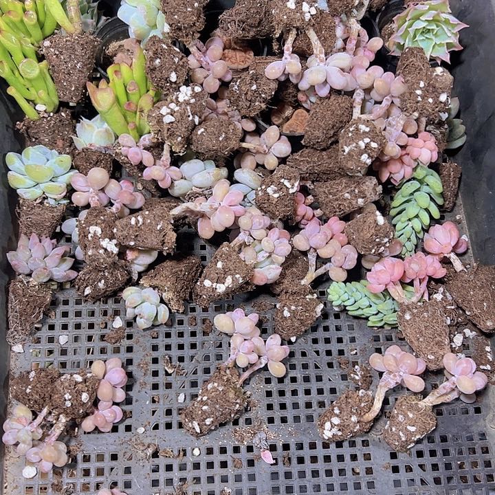 吧****量小穴盘精品多肉植物大战