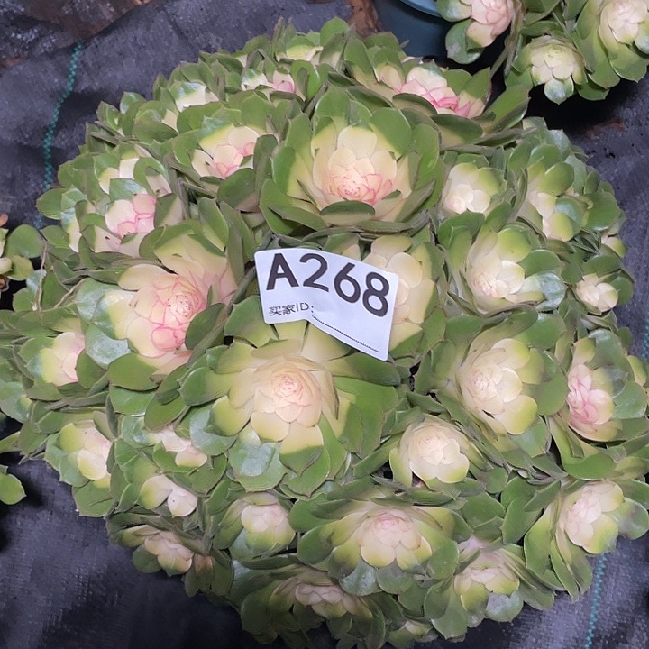 268万圣节法师3-19