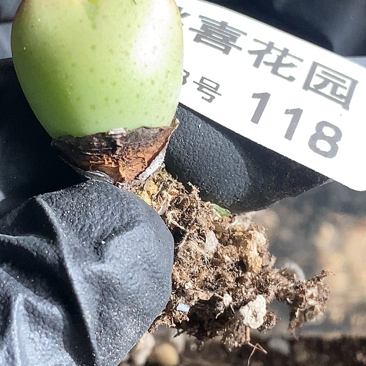 春**暖桃喜花园0203-118少将