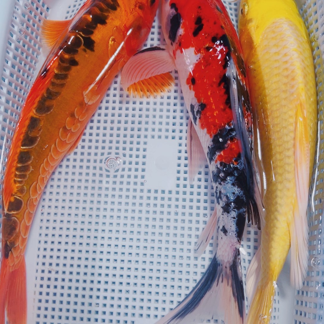 海水鱼锦鲤冷水153