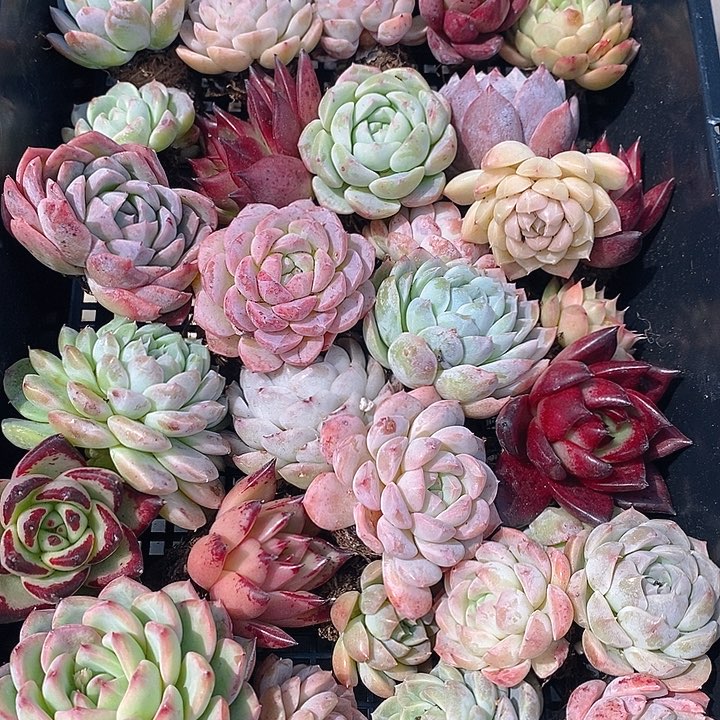 21 多肉植物盆栽花卉植物