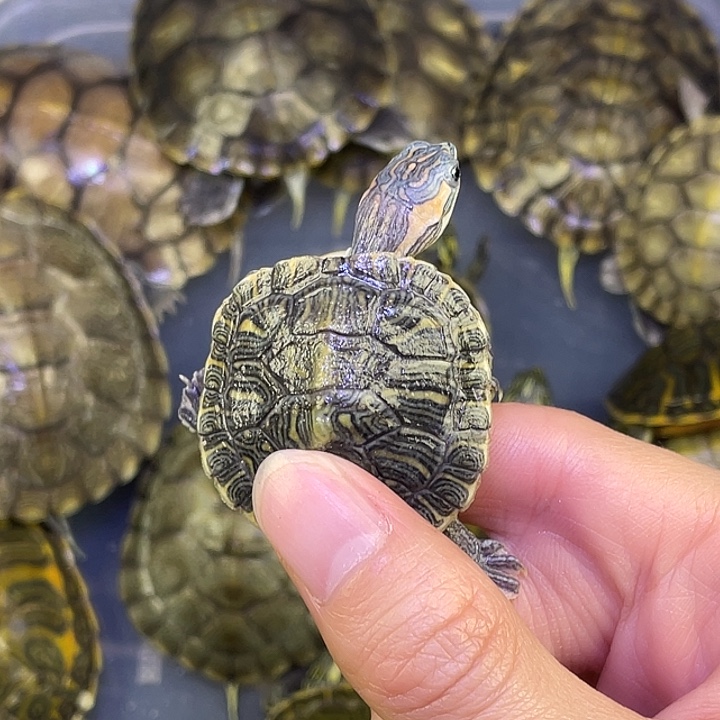 绿毛龟母666666666