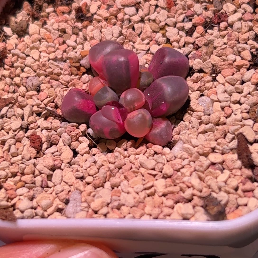 225号五十铃玉锦多肉植物锦一物一拍