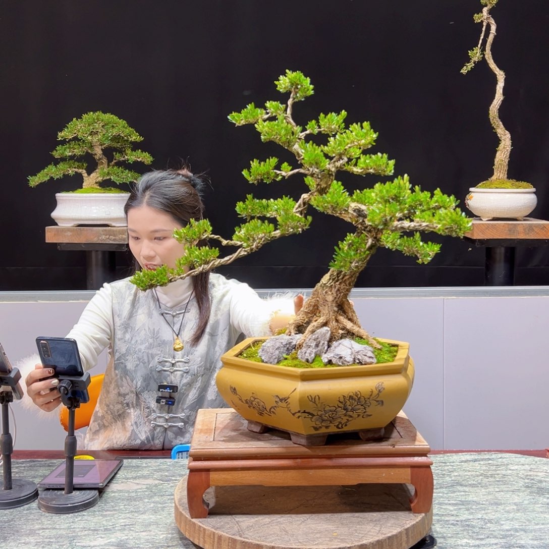 绿植黄杨盆景盆景