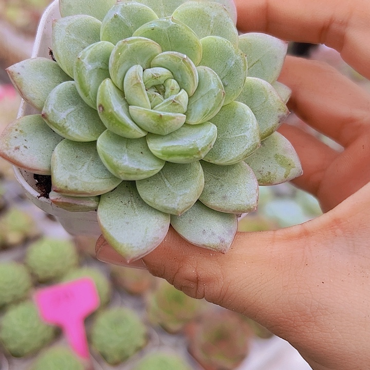 大星星珍妮19包邮多肉