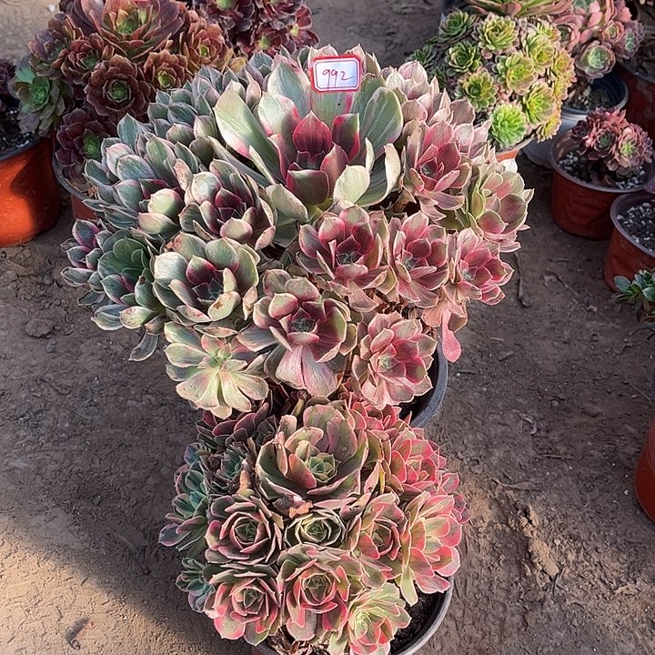 992多肉植物组合，