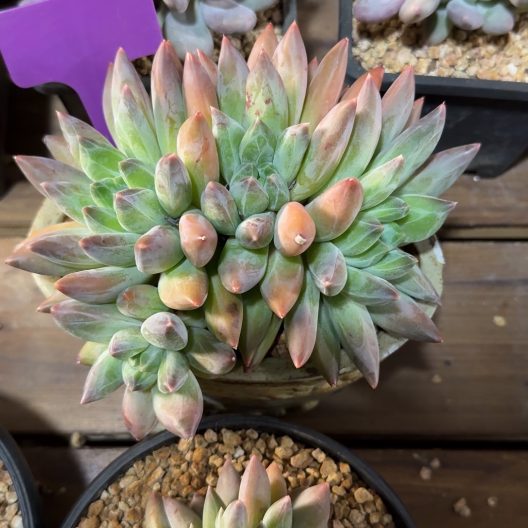 重楼111111111111111