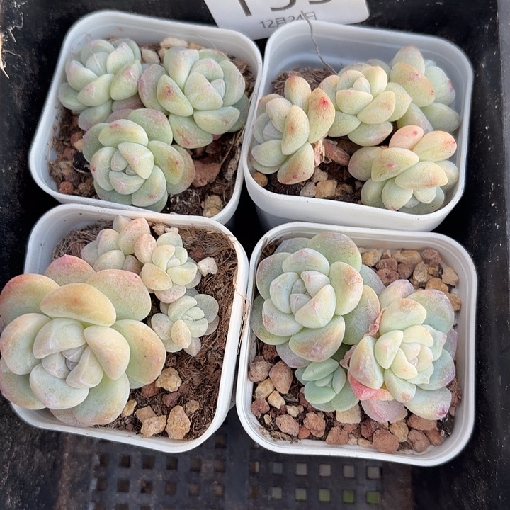 155 号到手1框一物一拍