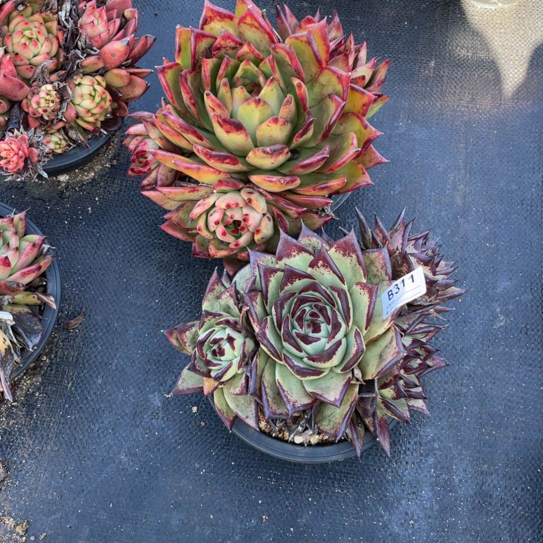 无花朵若如东云单拍B311