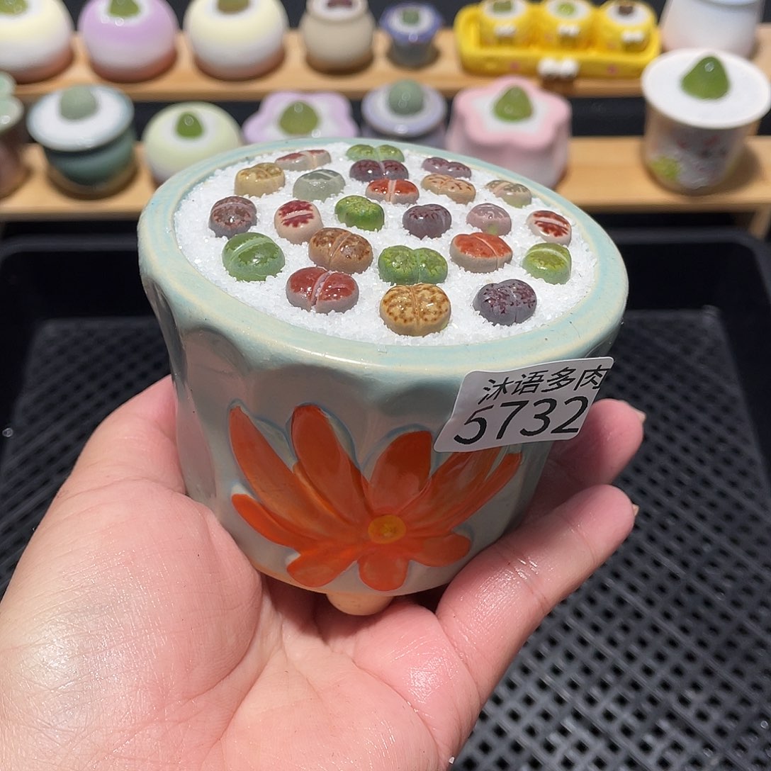 带盆土植物 一物一拍5732