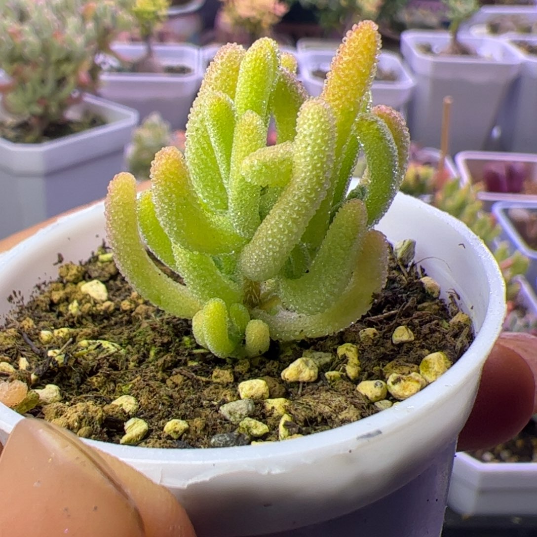 011多肉植物枝干红叶黄锦