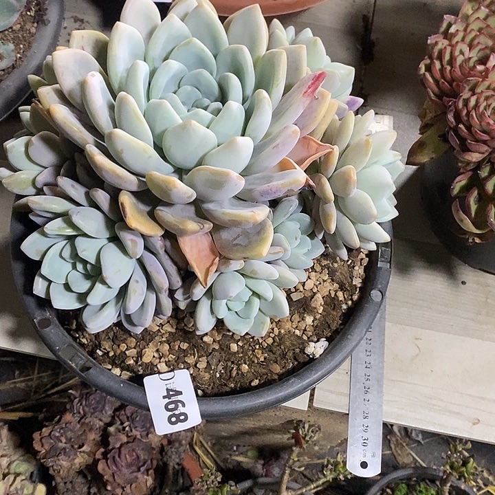 杨***舞468奥橙多肉植物多肉