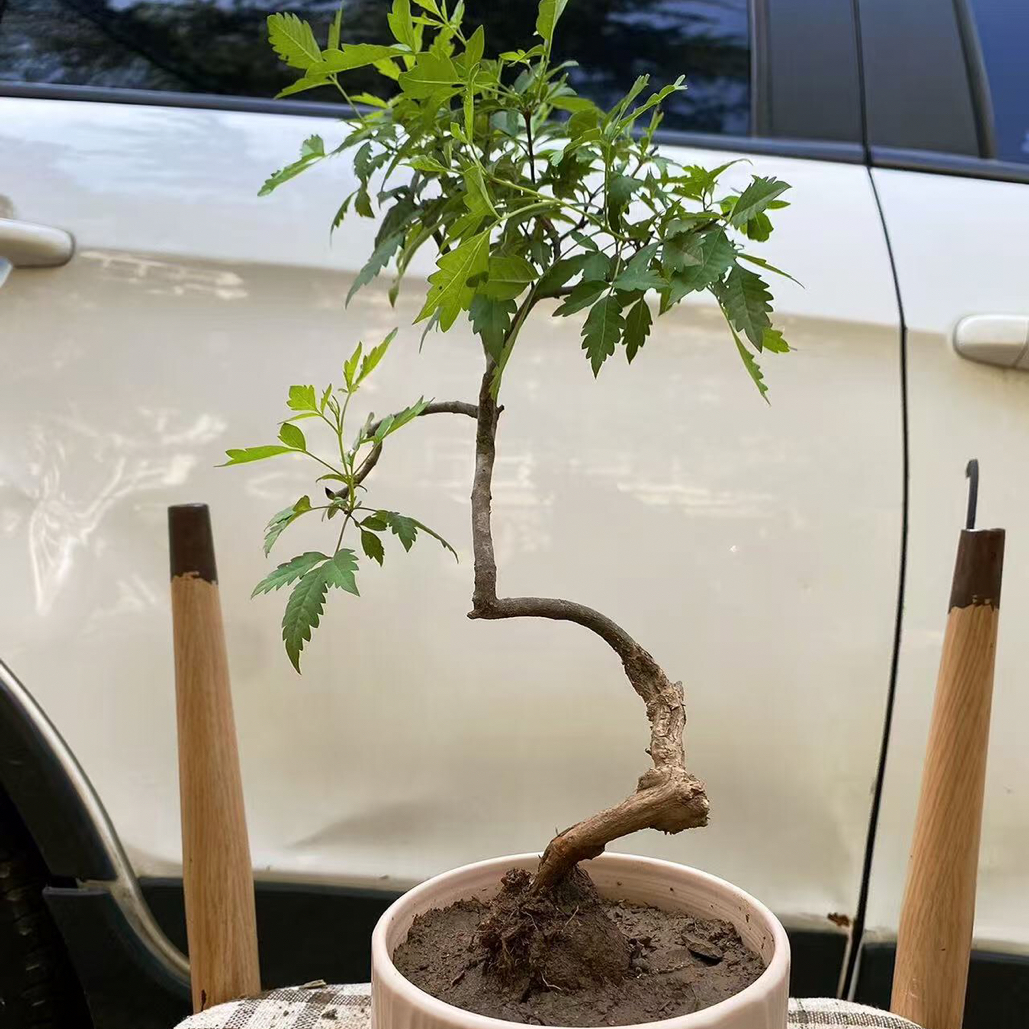 下山黄荆盆景桩 沂蒙山小叶黄荆轲