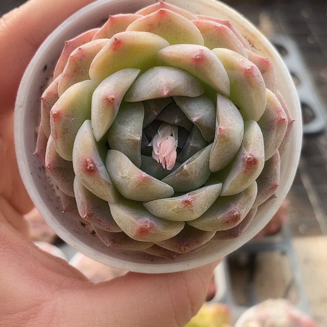 可爱肉肉喜欢拍179