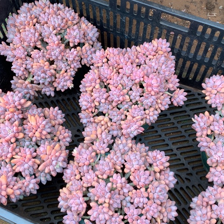 全粉透星戴露多肉植物两单包邮