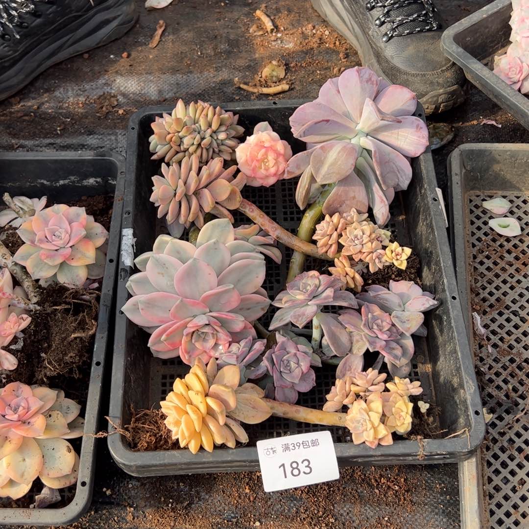 183紫乐锦老桩多肉植物