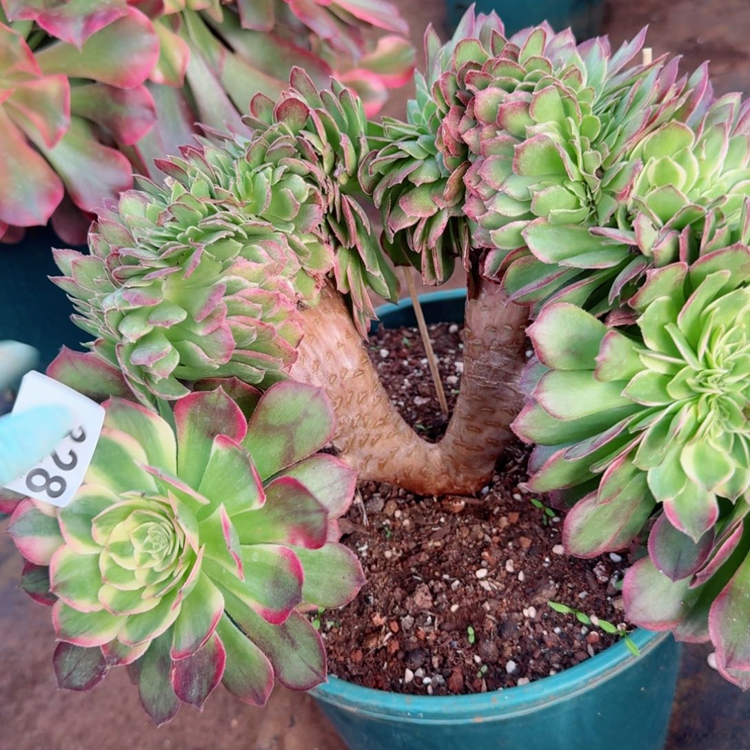 328海王缀化多肉植物满28包邮