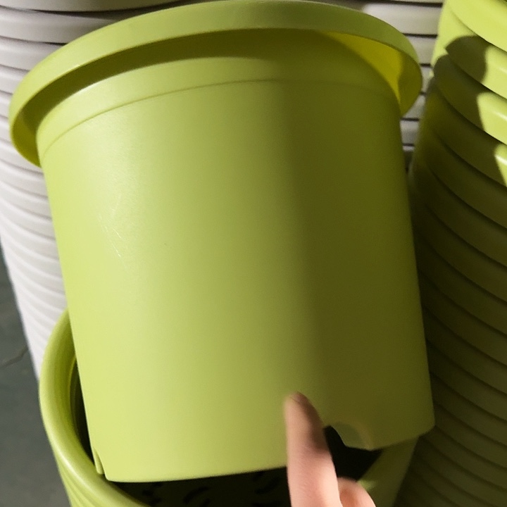 四季5号果绿无托10个特价