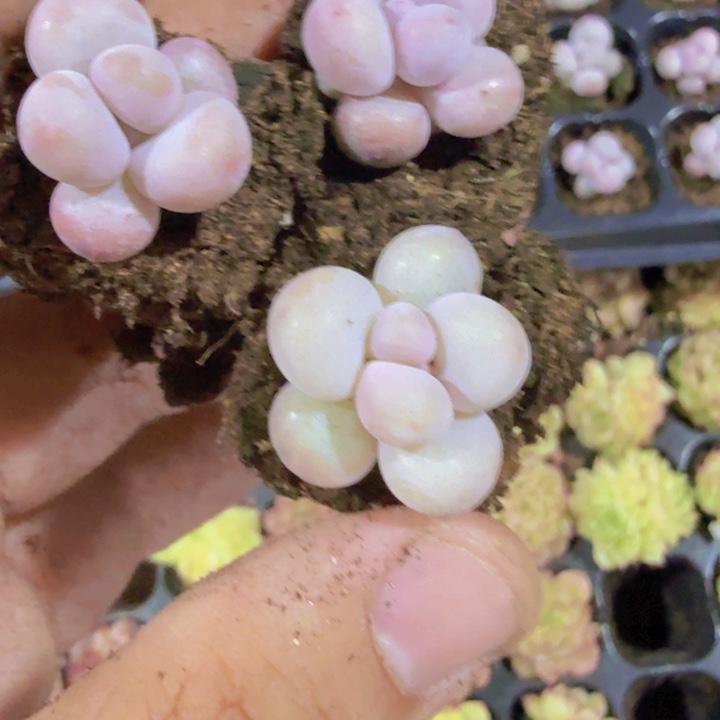 白豆丁奶酪五颗一组