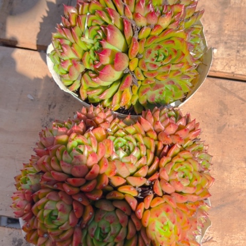 阳台精品多肉油画婚礼两个