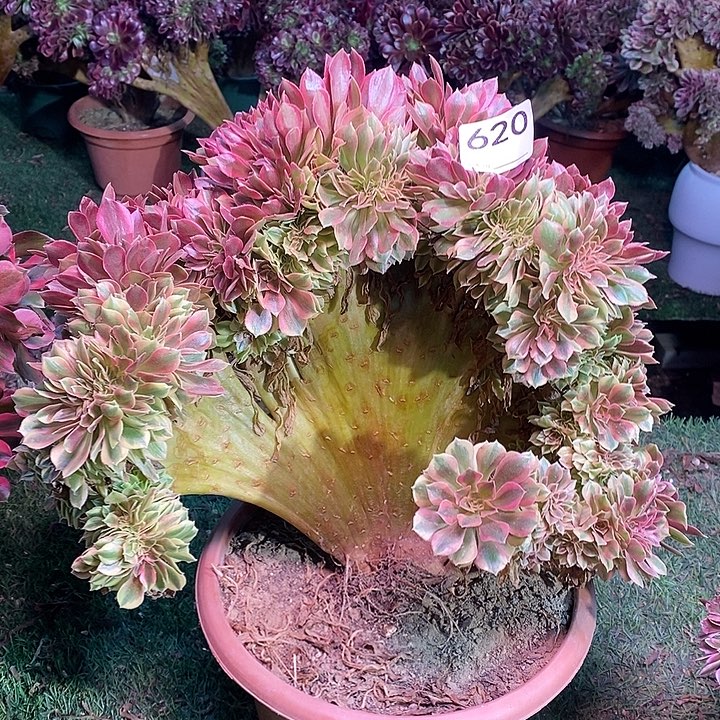 梦幻七彩法师锦缀化620