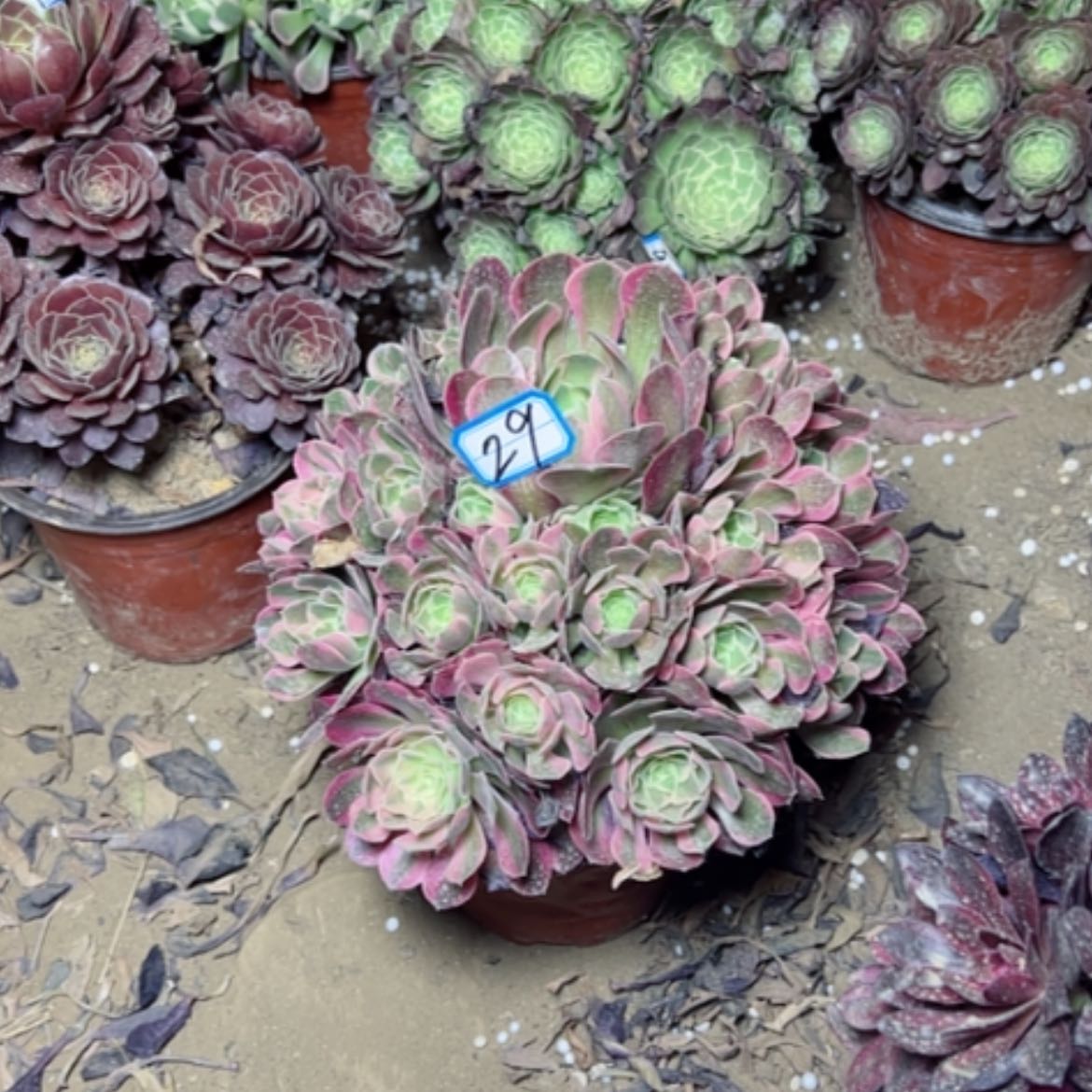 【闪购商品】多肉植物粉女郎29