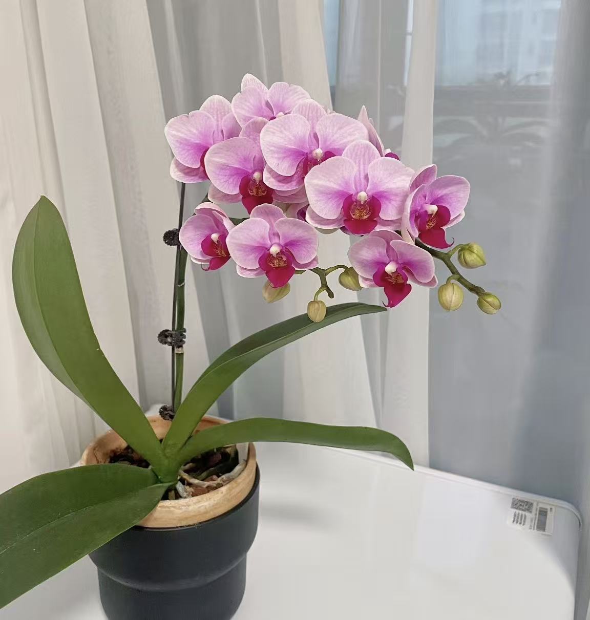  【李先生】宝贝~蝴蝶兰室内客厅阳台观赏花