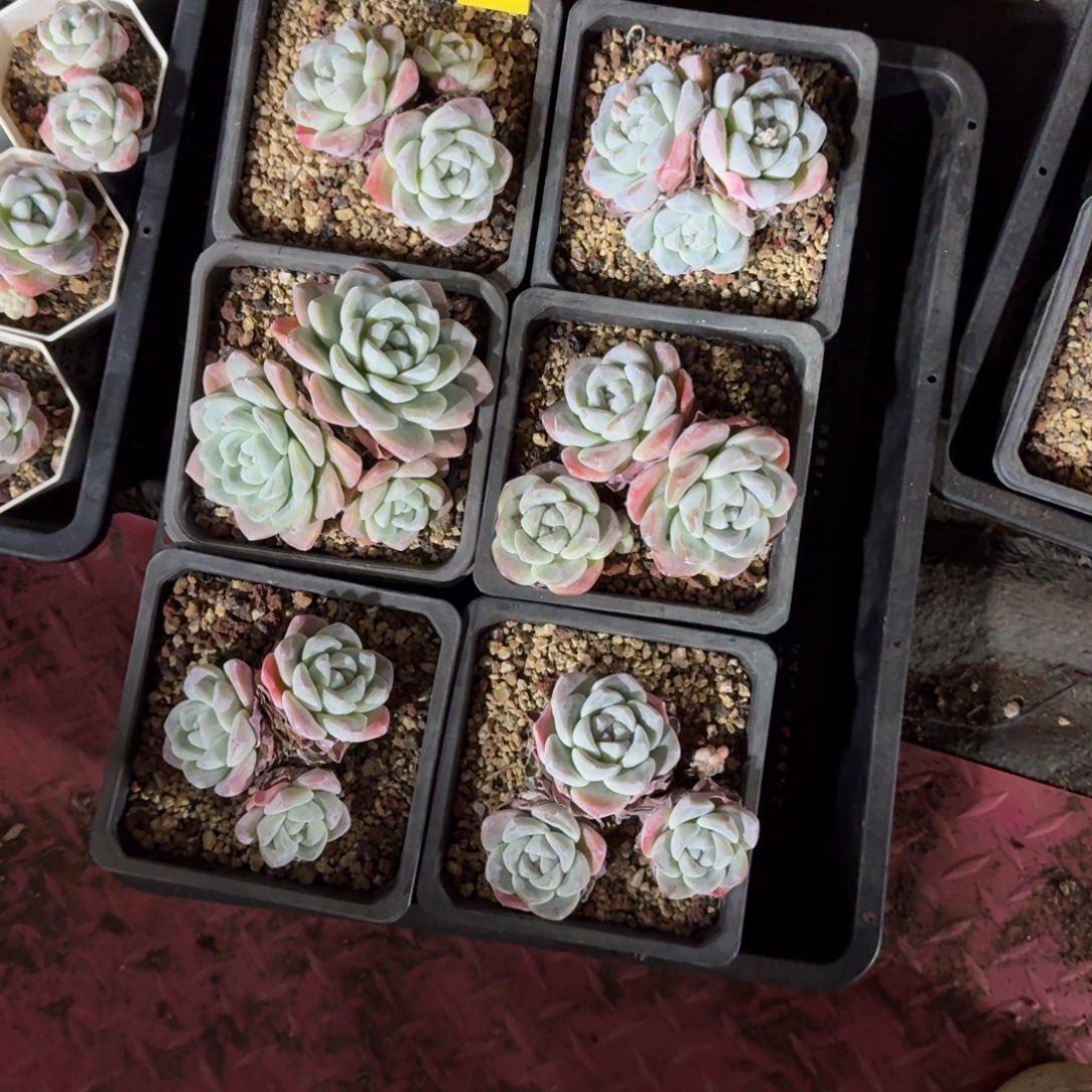 冰玉6颗脱土发36号