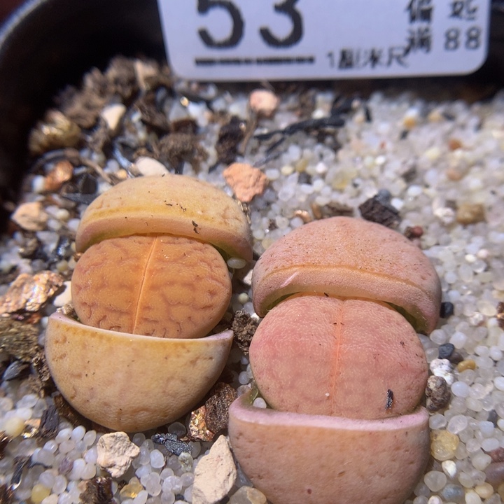 精品生石花29.53猪皮