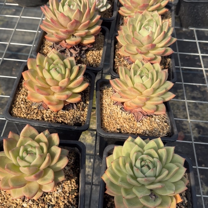 小高桩香宾2颗多肉植物
