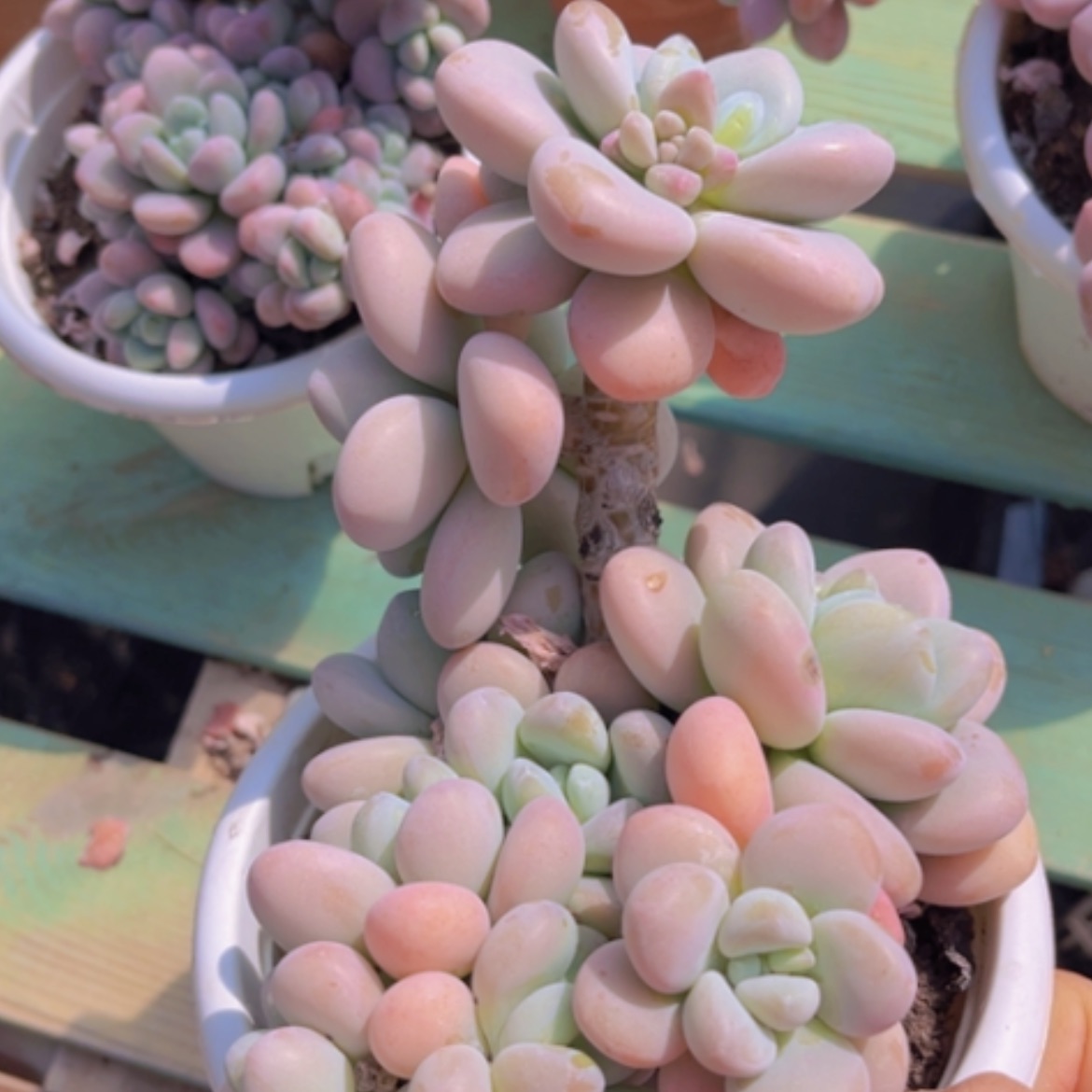 【闪购商品】香水洛神0607