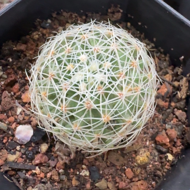 白豹丸实生仙人球 