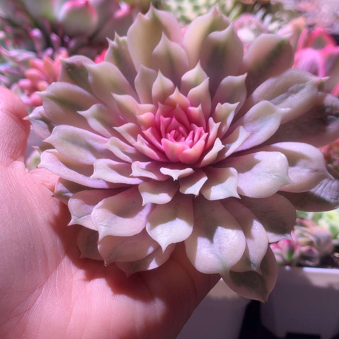 粉蝶锦砍头有根有