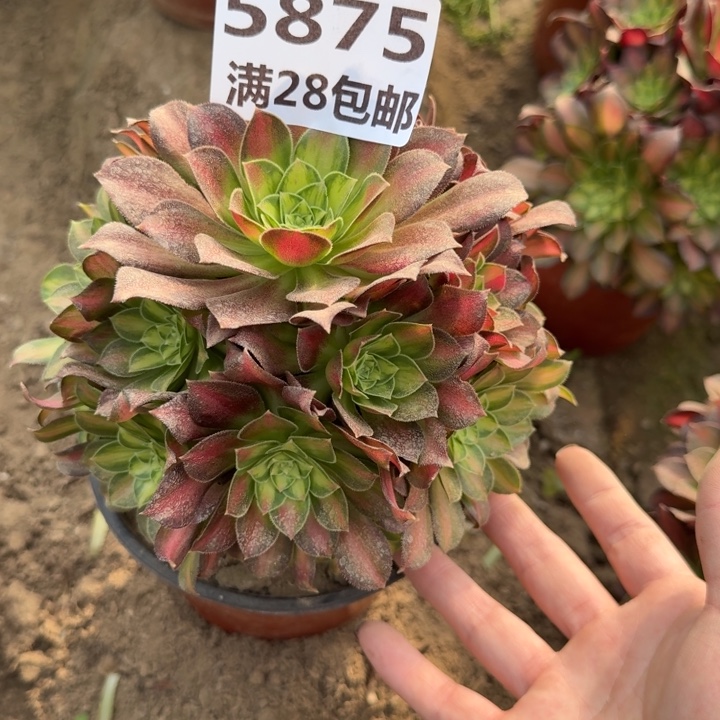 5875一号棚韶华多肉A