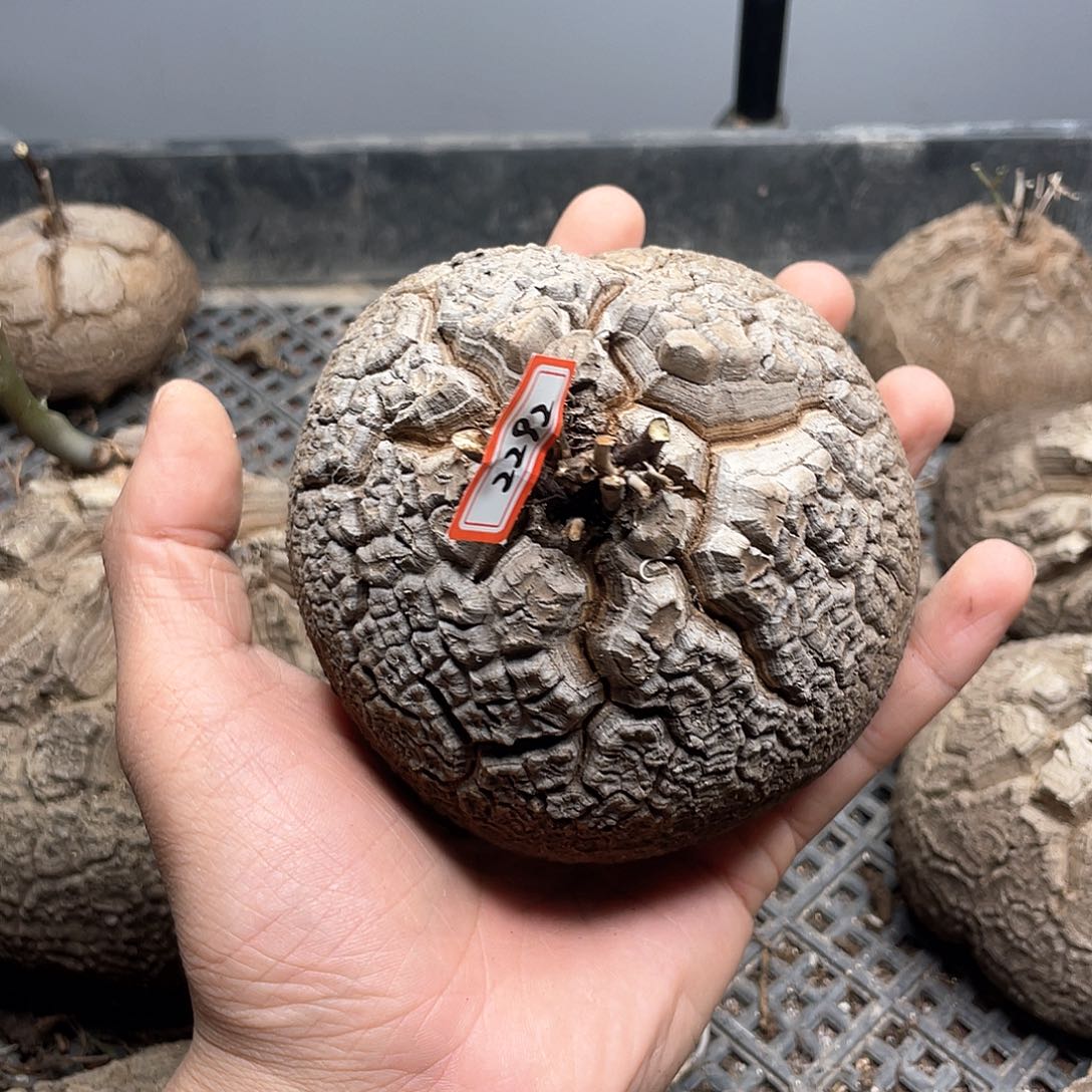 龟甲龙一物一拍2292号10.5cm