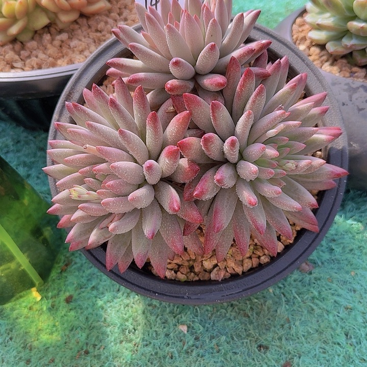 1455流沙虞多肉植物