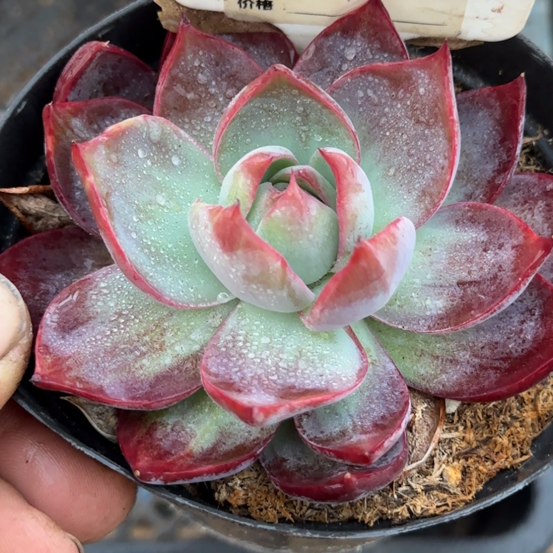 惊鸿一物一拍包装收缩花旱856