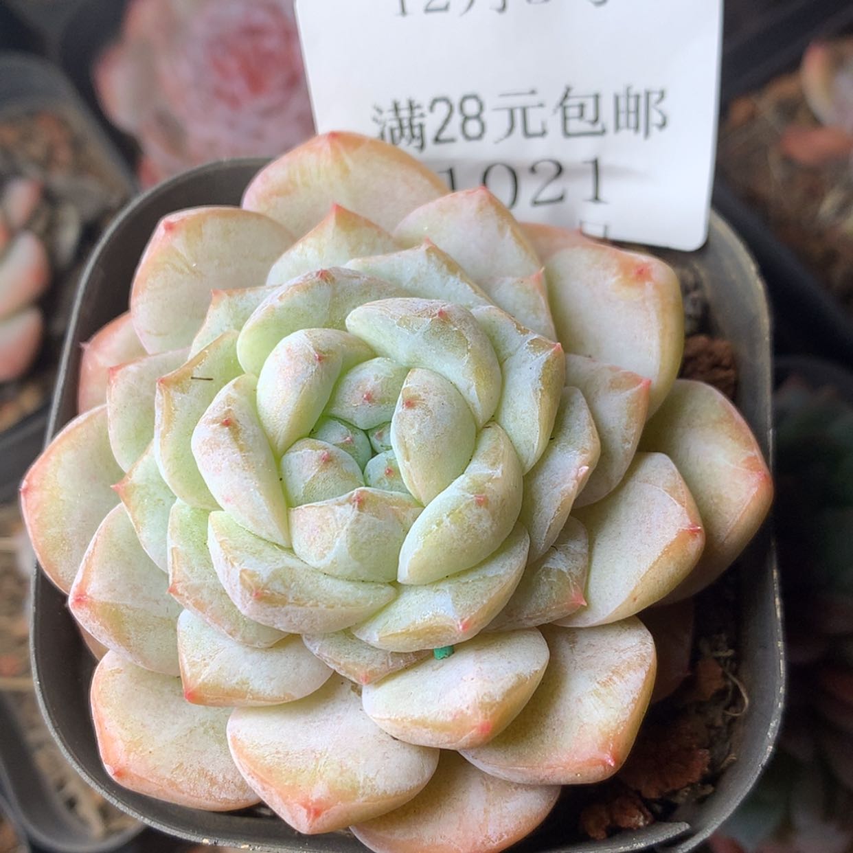 【闪购商品】云1021号