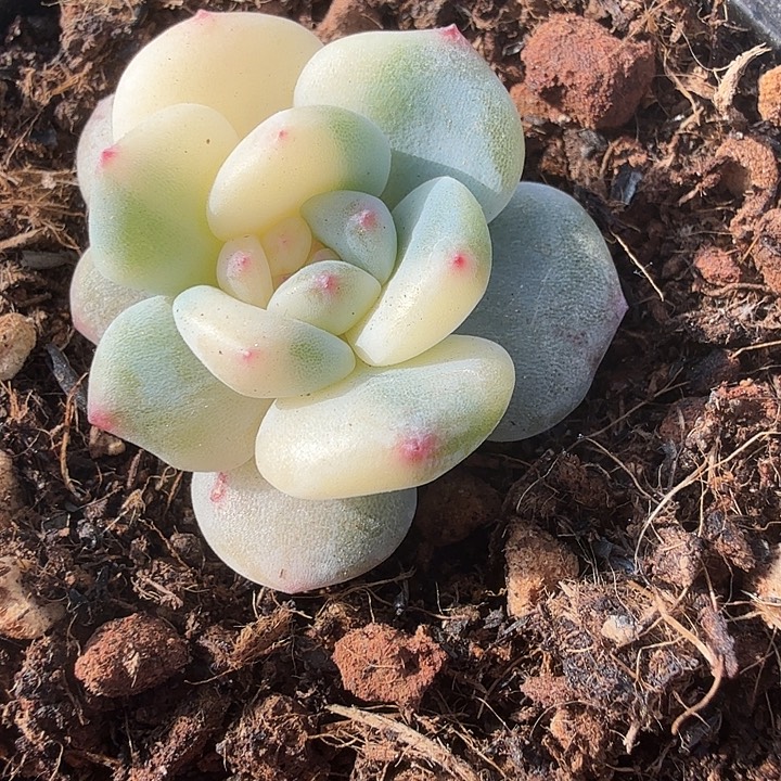 花脸锦多肉锦植物