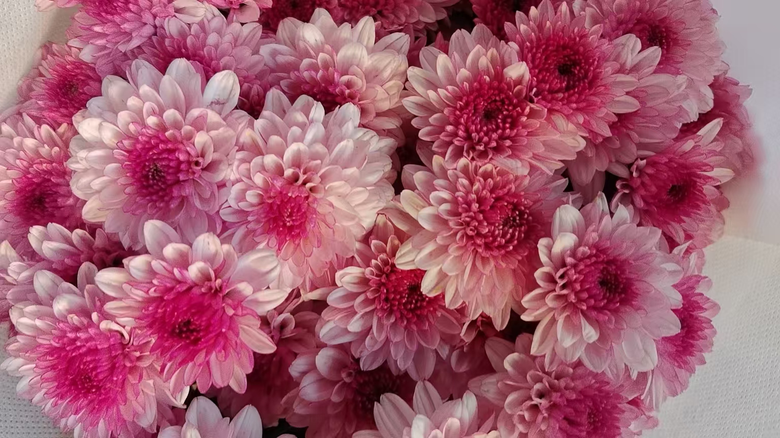 云南鲜花基地现采现发小菊绿精灵+布鲁诺+916+圆心剧场四把（包邮）